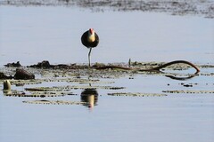 Irediparra gallinacea