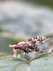 Trypetoptera punctulata