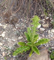 Berkheya carlinoides