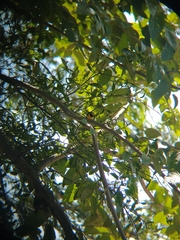 Euphonia luteicapilla