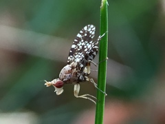 Trypetoptera punctulata