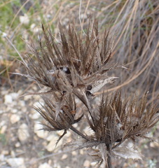 Berkheya carlinoides