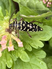 Placosternus erythropus