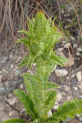 Berkheya carlinoides
