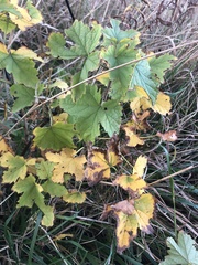 Ribes rubrum