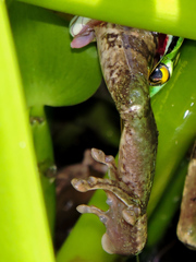 Leptophis diplotropis