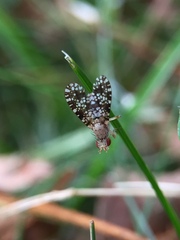 Trypetoptera punctulata