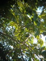Euphonia luteicapilla