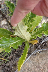 Berkheya carlinoides