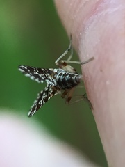 Trypetoptera punctulata