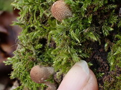 Lycoperdon subincarnatum