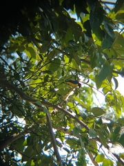 Euphonia luteicapilla