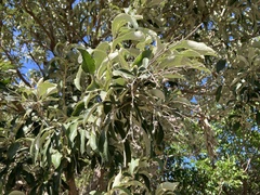 Tarchonanthus littoralis