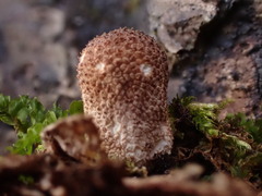 Lycoperdon subincarnatum