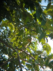 Euphonia luteicapilla