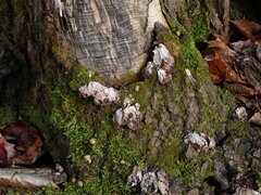 Lycoperdon subincarnatum