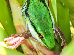Leptophis diplotropis