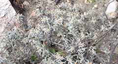 Helichrysum cylindriflorum