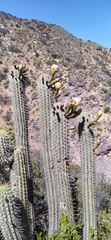 Trichocereus chiloensis