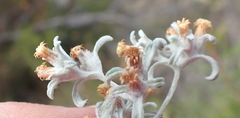 Helichrysum cylindriflorum