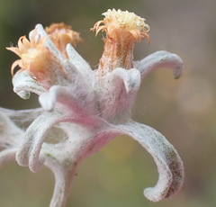 Helichrysum cylindriflorum