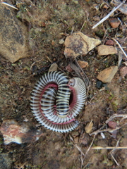 Ommatoiulus lusitanus