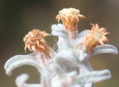 Helichrysum cylindriflorum
