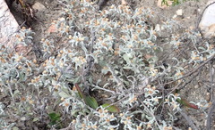 Helichrysum cylindriflorum