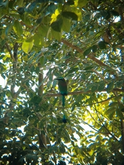 Eumomota superciliosa