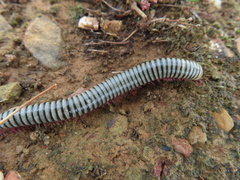 Ommatoiulus lusitanus