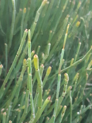 Ephedra fragilis