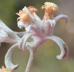 Helichrysum cylindriflorum