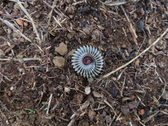 Ommatoiulus lusitanus