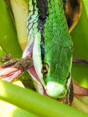 Leptophis diplotropis