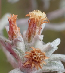 Helichrysum cylindriflorum