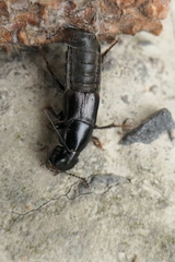 Staphylinina