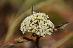 Hippodamia convergens