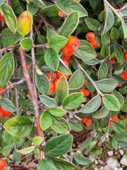 Cotoneaster franchetii