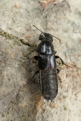 Staphylinina