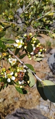 Astylus trifasciatus