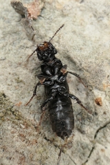 Staphylinina