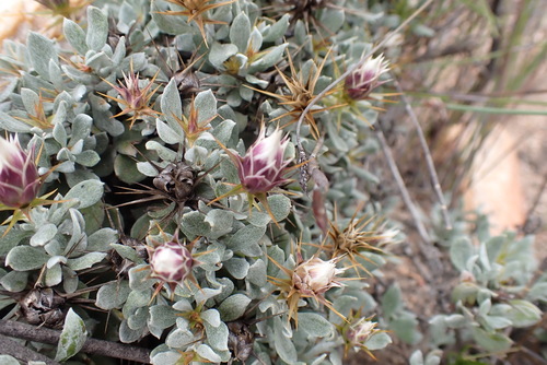 Image of Macledium spinosum by (c) Nicola van Berkel, some rights reserved (CC BY-SA)