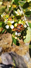 Astylus trifasciatus