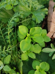 Stellaria media