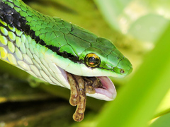 Leptophis diplotropis