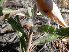 Asclepias