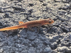 Lissotriton