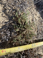 Cardionema ramosissimum