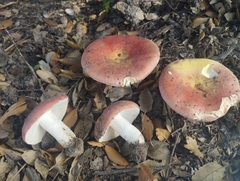 Russula decipiens