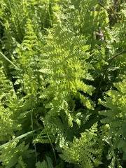 Thelypteris confluens